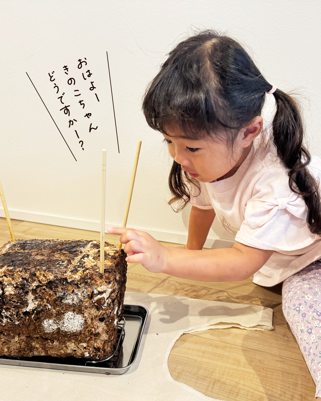 「おはよー、きのこちゃん、どうですかー？」としいたけに話しかけるこども