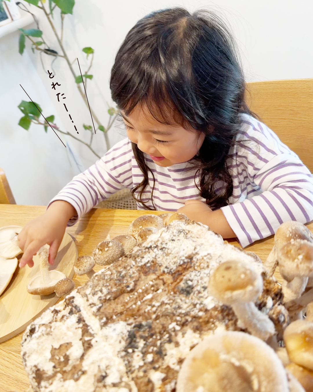 「とれたー！」としいたけを収穫するこども