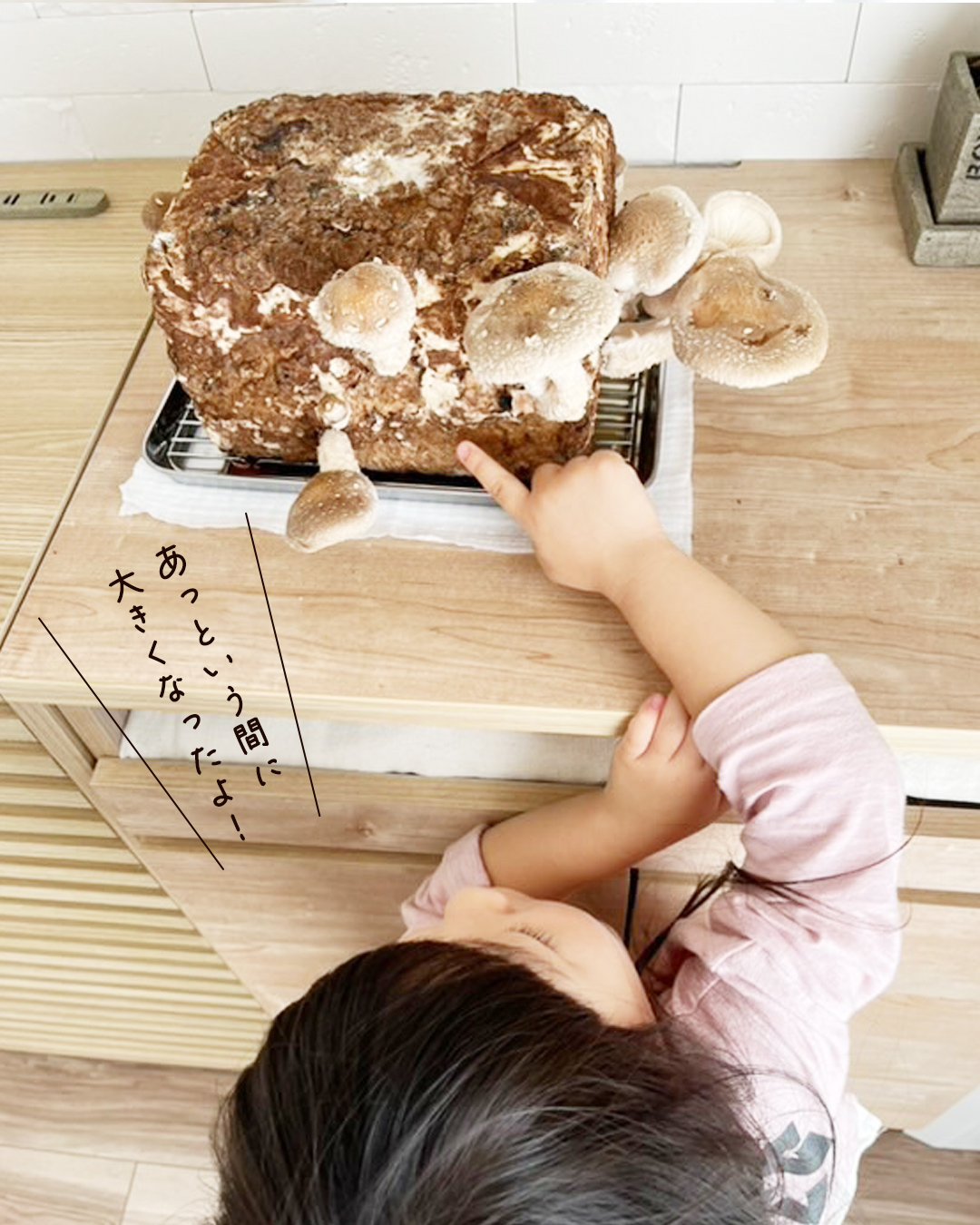 あっという間に大きくなったしいたけにふれるこども