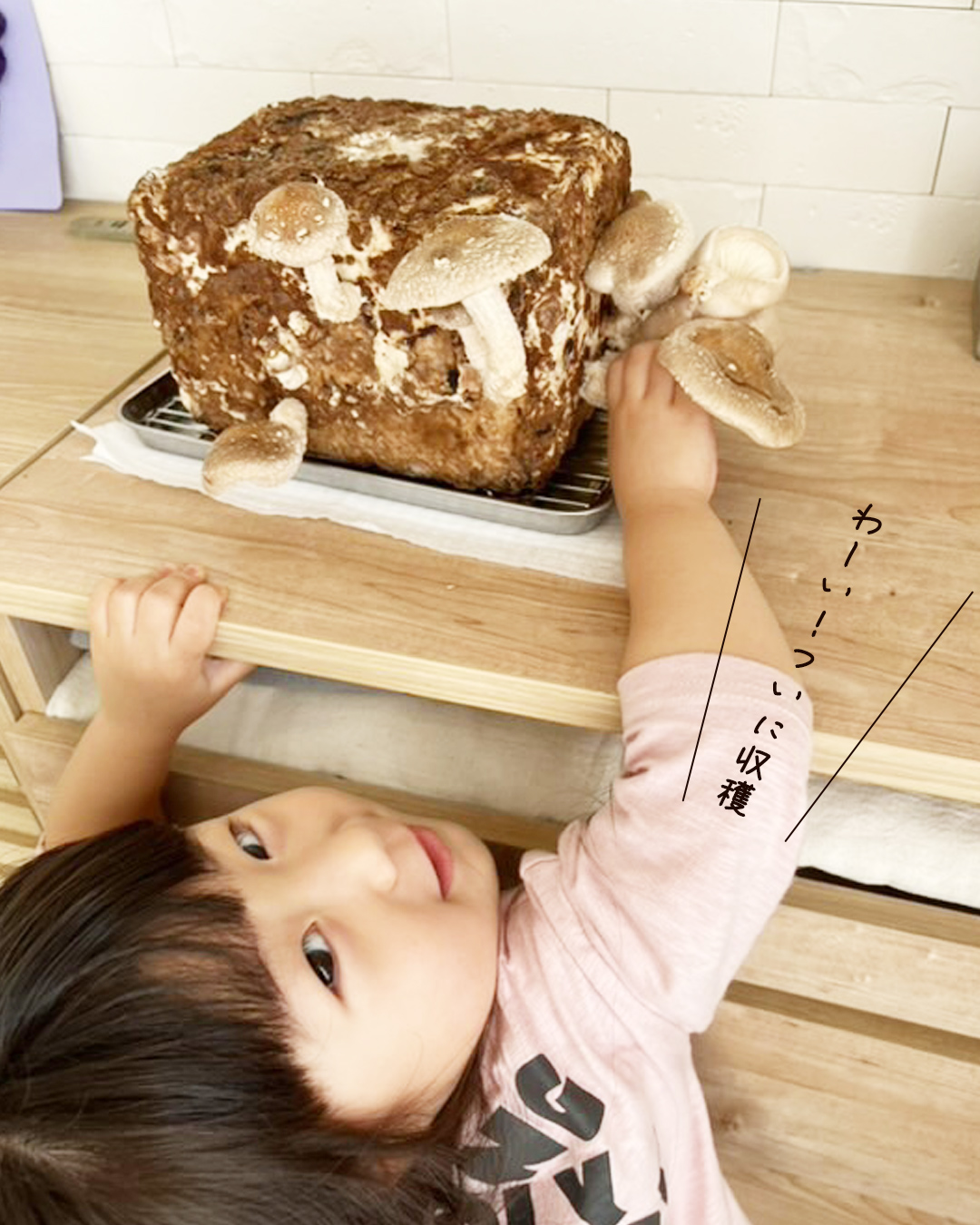 「わーい！ついに収穫」としいたけに手をのばすこども