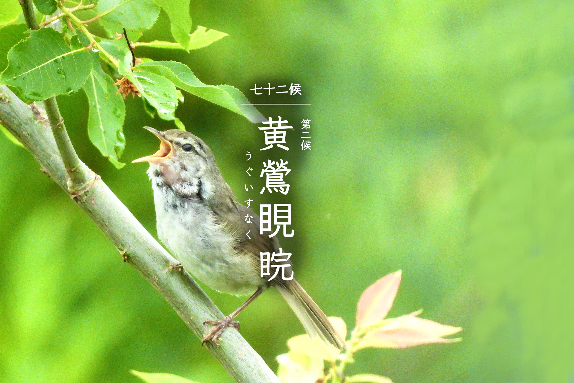 黄鶯睍睆｜七十二候｜湘南たべまな便