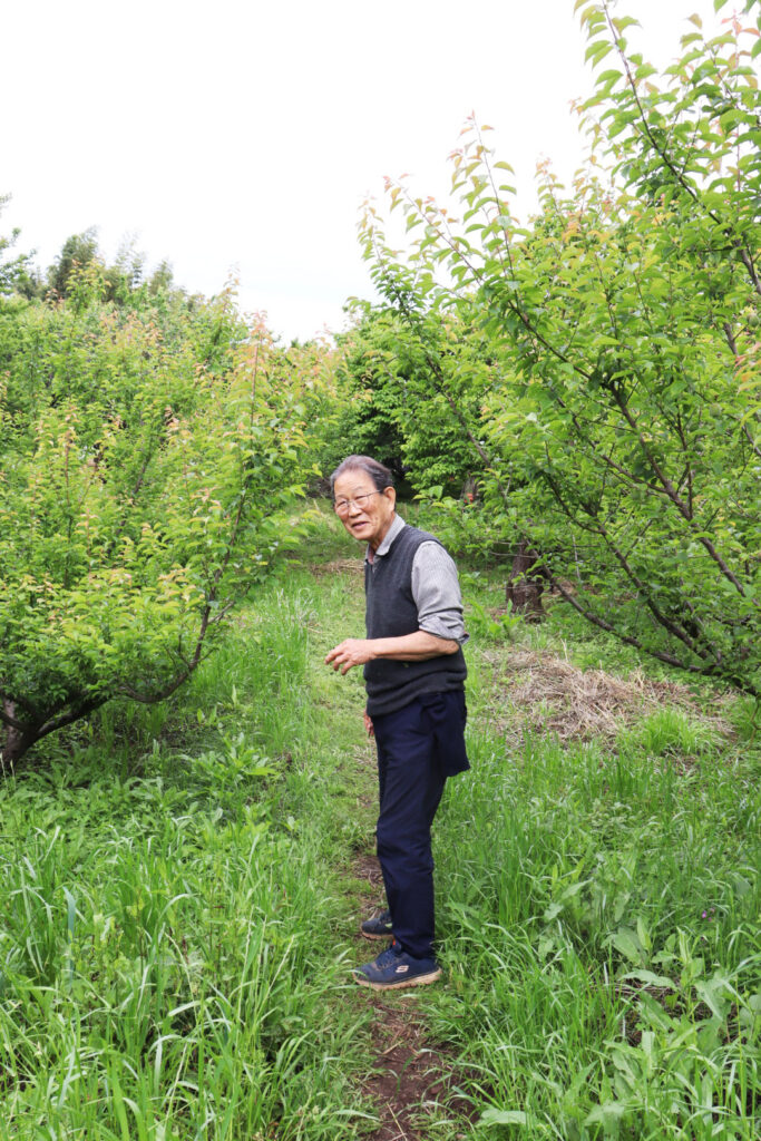 あすなろファーム 上島さん 湘南たべまな便 6月号 梅シロップづくり
