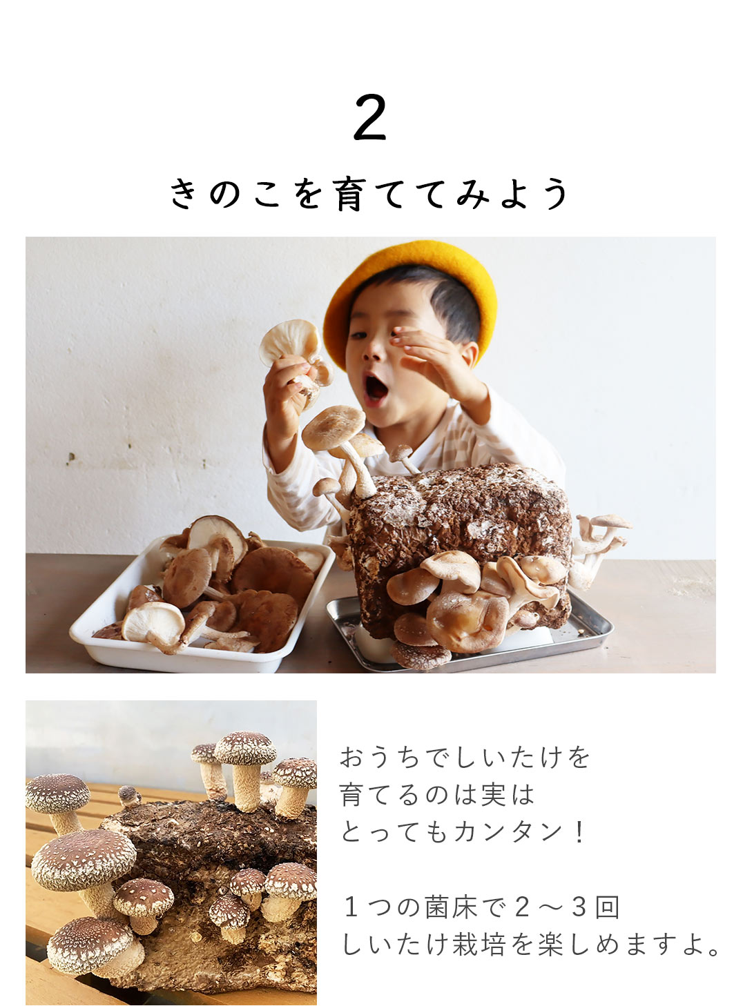 湘南たべまな便　秋号　おうちきのこ狩り 　教材