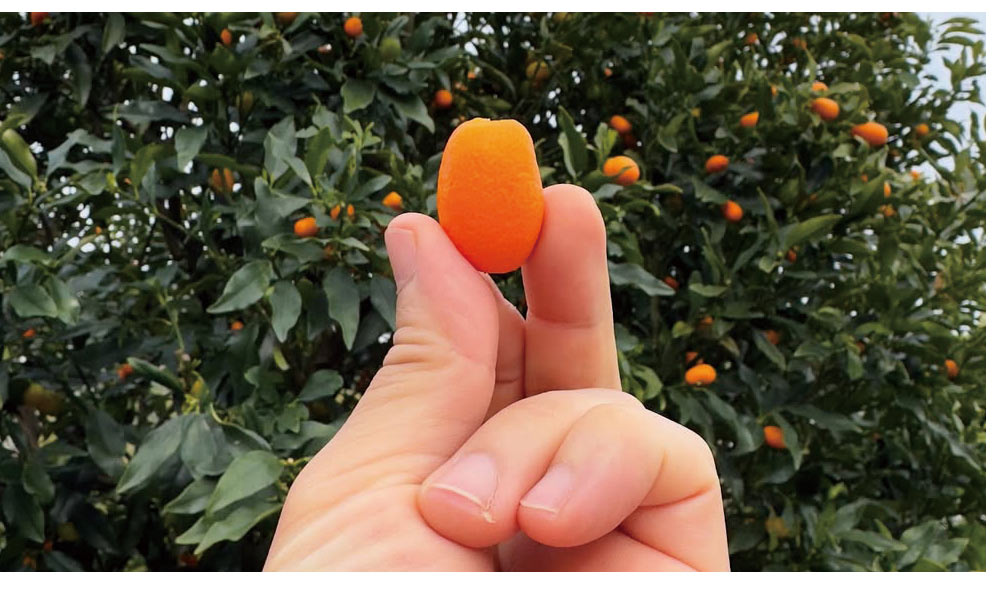 湘南たべまな便 生産者さんインタビュー でこぼこファーム