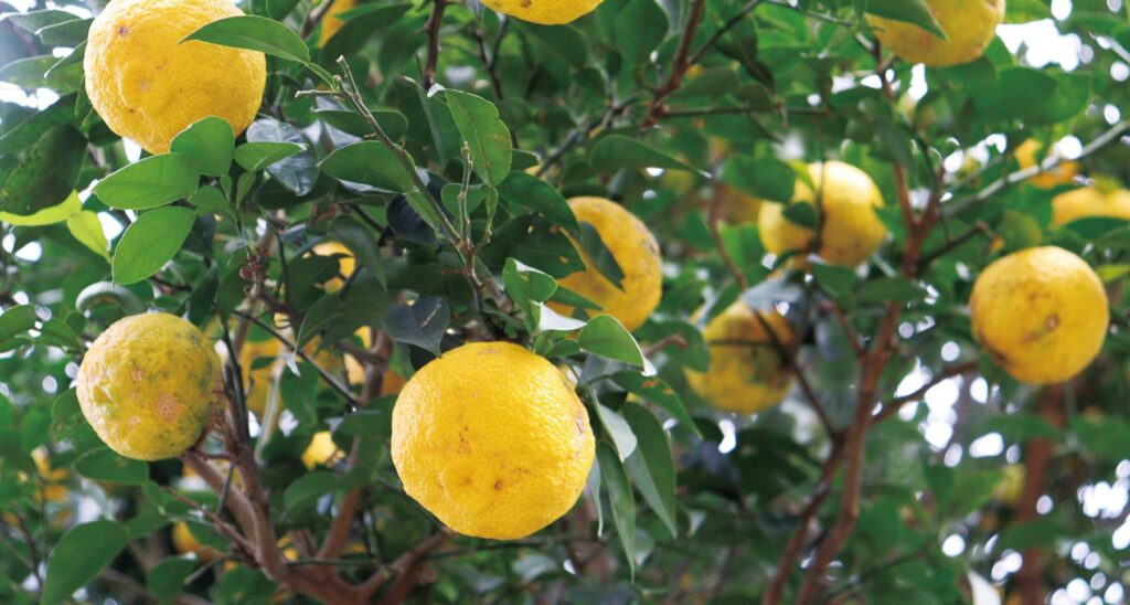 湘南たべまな便 生産者さんインタビュー でこぼこファーム