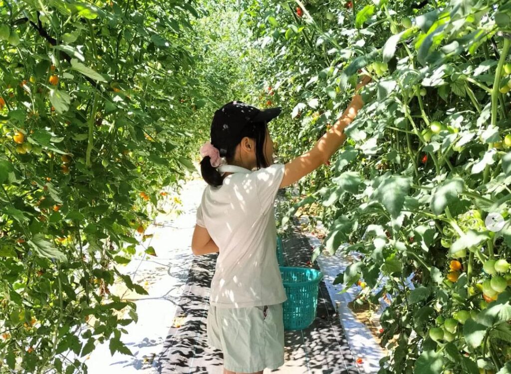 湘南たべまな便フィールドワーク