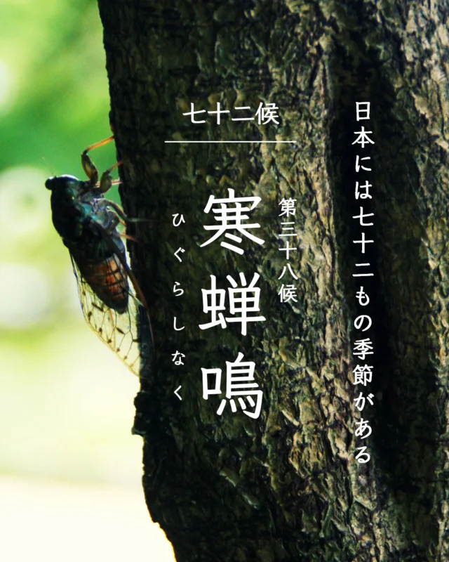 初夏号 かしわもちづくり｜湘南たべまな便｜食べて、学ぼう