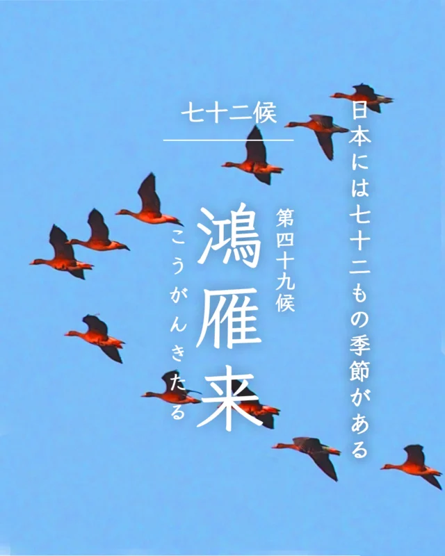 かしわもちページ かしわ餅 | 製品情報 | 株式会社ゆのたに